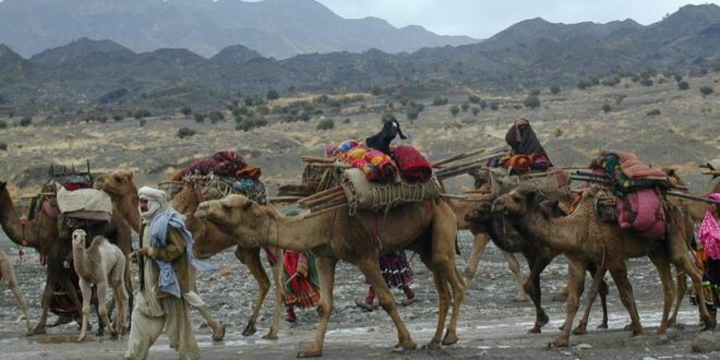 تطبیق پالیسی کوچ اجباری هزاره‌ها از سوی طالبان با پوشش توحش کوچی‌ها